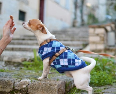 Tiere an die neue Wohngegend gewöhnen