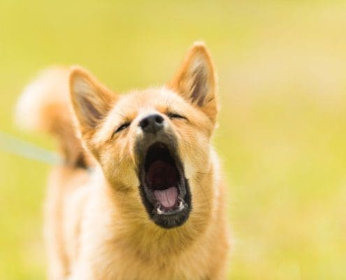 Hundegebell als Lärmbelästigung