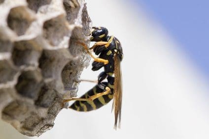 Wespennest im Garten: Tipps zum Entfernen und Umsiedeln